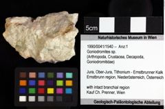 Foto (Objket + Etiketten) von Paguraidea indet. 